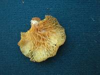 Pleurotus djamor image