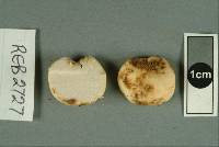 Gymnomyces fuscus image