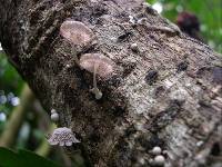 Coprinopsis urticicola image