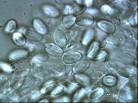 Cyathus triplex image