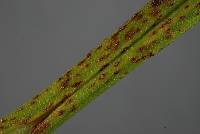 Uromyces microtidis image