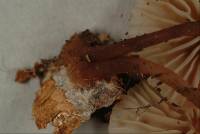 Marasmius palmivorus image