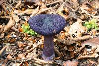 Cortinarius atrolazulinus image