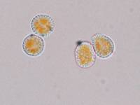 Melampsora epitea var. epitea image