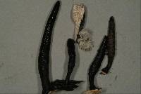 Xylaria cubensis image