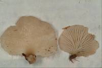 Pleurotus djamor image