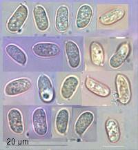 Tricholomopsis ornaticeps image