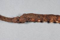 Cordyceps robertsii image