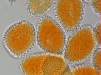 Aecidium celmisiae-discoloris image