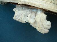 Pleurotus djamor image