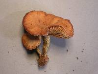 Armillaria hinnulea image