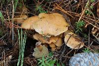 Suillus bovinus image