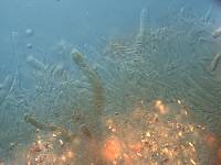 Zoellneria rosarum image
