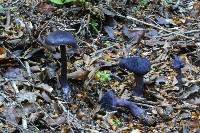 Cortinarius atrolazulinus image