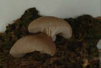 Pleurotus djamor image