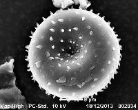 Puccinia gnaphaliicola image
