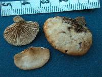 Crepidotus mollis image