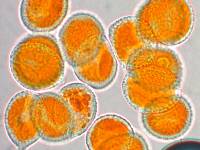 Aecidium microstomum image