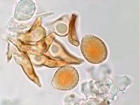 Kuehneola uredinis image