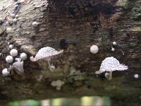 Coprinopsis urticicola var. hawaiiensis image