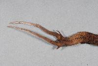 Cordyceps robertsii image