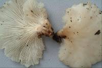 Pleurotus djamor image