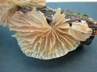 Pleurotus djamor image