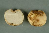 Gymnomyces fuscus image