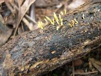 Calocera cornea image