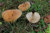 Lactarius pubescens image