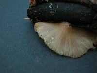 Pleurotus djamor image