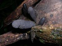 Xylaria schweinitzii image