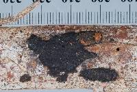 Annulohypoxylon stygium image