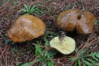 Suillus subacerbus image