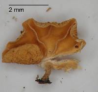 Marasmius tenuissimus image