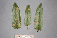 Hamaspora australis image