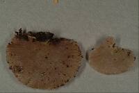 Crepidotus mollis image