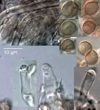 Crepidotus aureus image