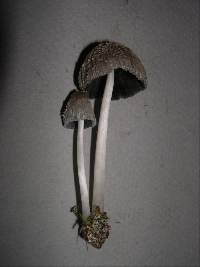 Coprinopsis macrocephala image