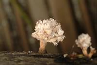 Xylaria cubensis image