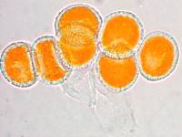 Aecidium microstomum image