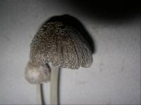 Coprinopsis macrocephala image