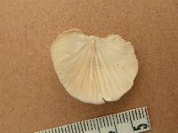 Pleurotus djamor image