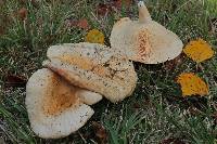 Lactarius pubescens image