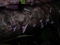 Crepidotus mollis image