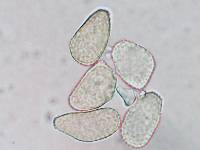 Cerotelium fici image