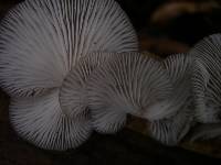 Pleurotus djamor image