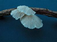 Pleurotus djamor image