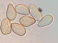 Cerotelium fici image