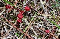 Mycena viscidocruenta image